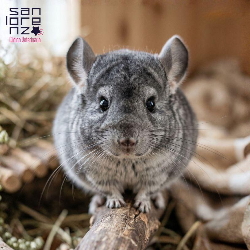 Animali esotici e non convenzionali: cosa sapere prima di adottarne uno