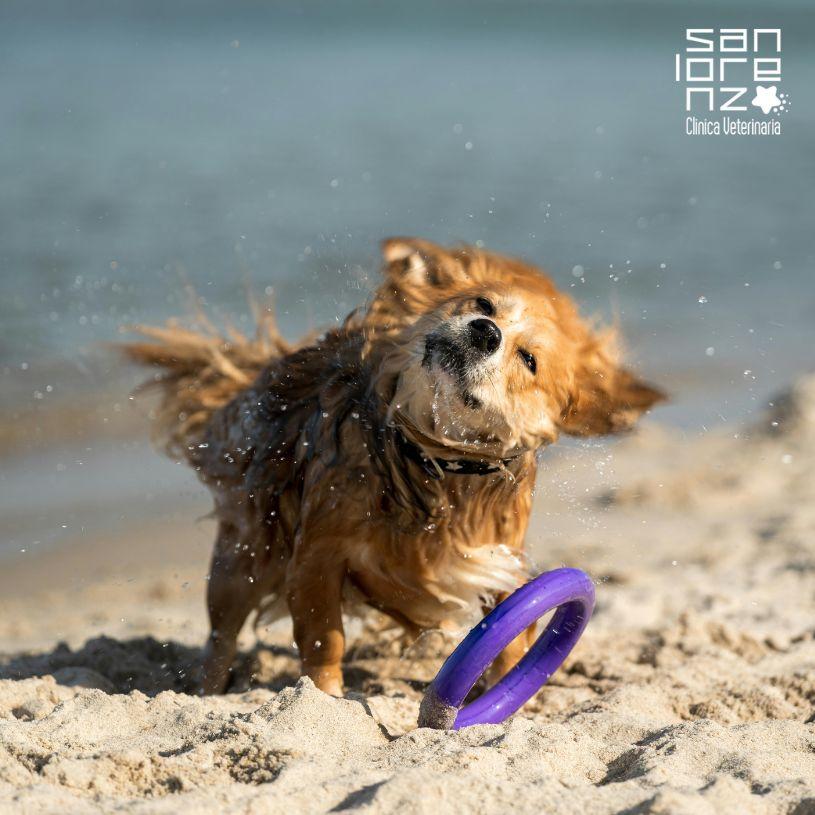 L’estate con il tuo pet: viaggi, caldo e prevenzione