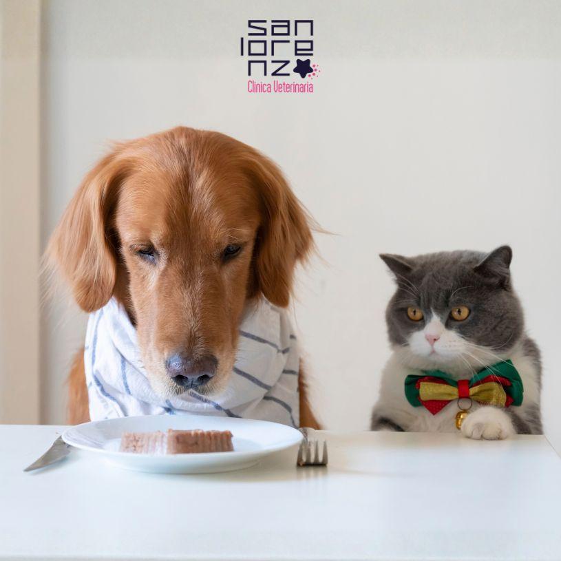 Autunno e alimentazione: cosa cambia (e cosa no) nella dieta di cane e gatto quando arriva il freddo