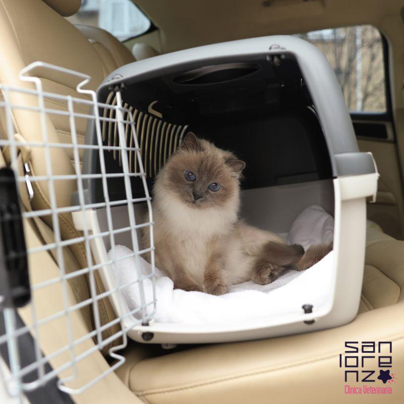 Primo soccorso per cani e gatti: cosa fare (e non fare) mentre aspetti il veterinario