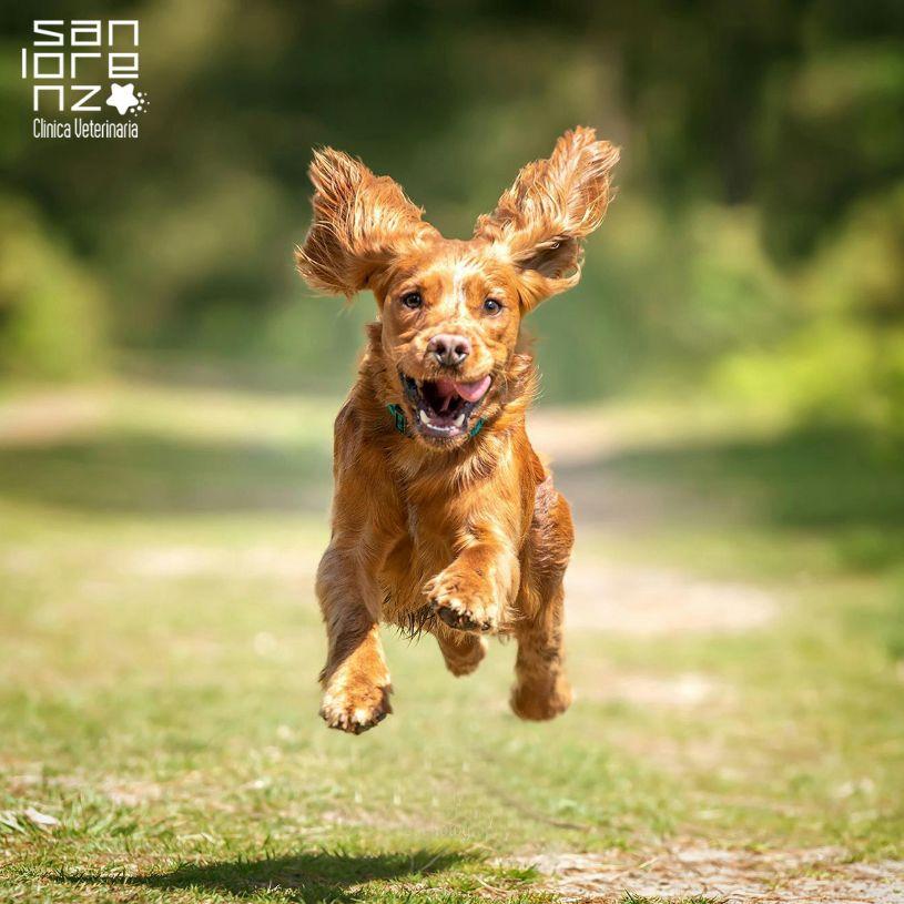 Leishmaniosi e filariosi: perché fare il test a fine stagione anche se il tuo cane sta bene?